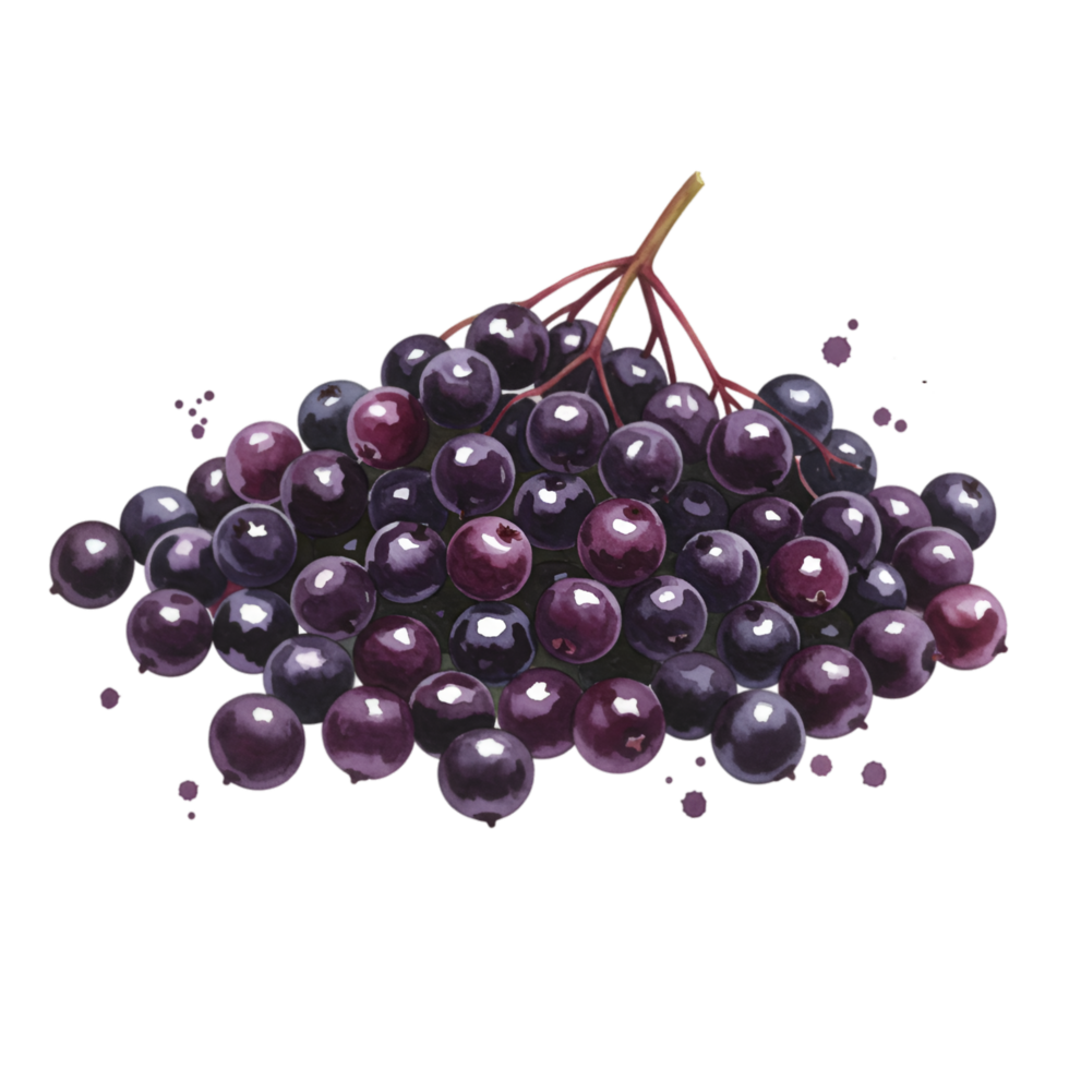 A cluster of elderberries with stems isolated on a plain space showcasing their vibrant color and texture on transparent background png