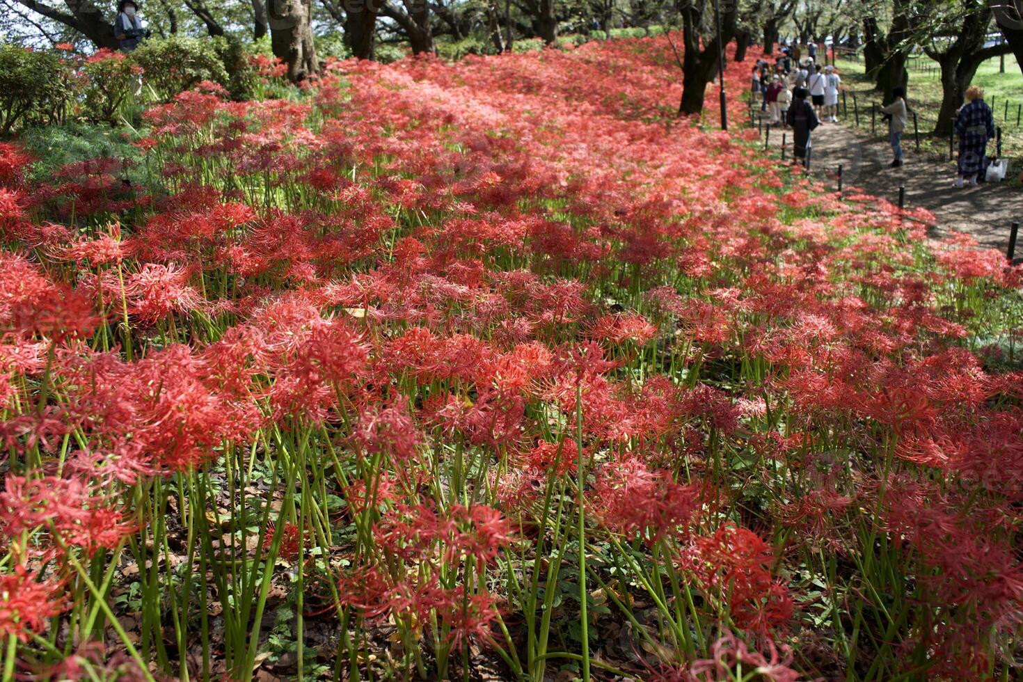 A field of red flowers in the middle of a park photo