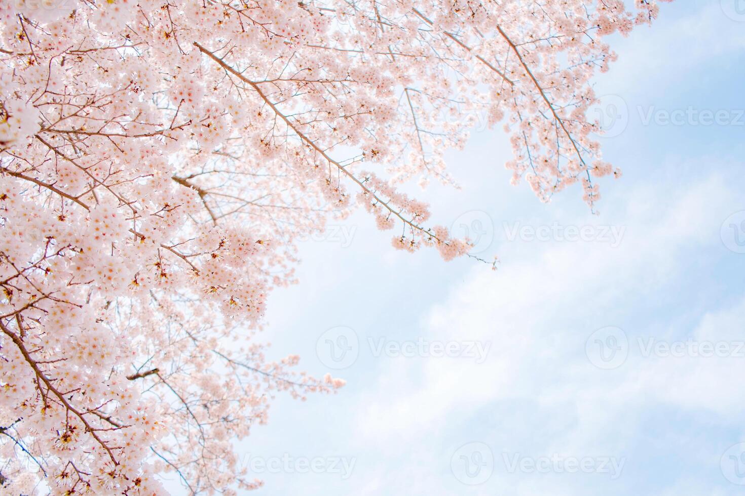 Blossoming Cherry Blossoms 02 photo