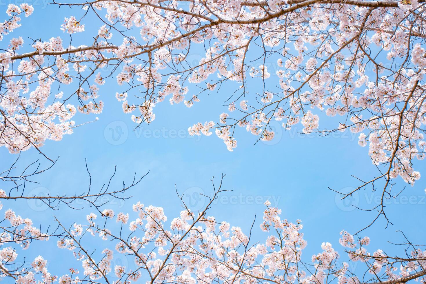Cherry blossoms on a tree in the spring photo