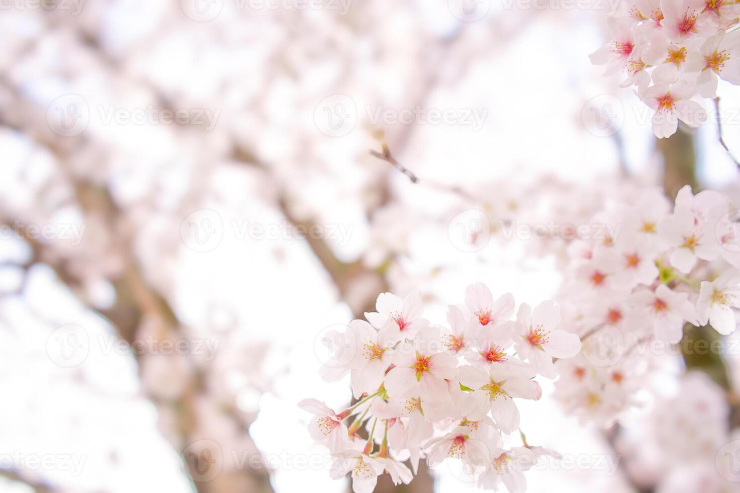 Blossoming Cherry Blossoms 07 photo