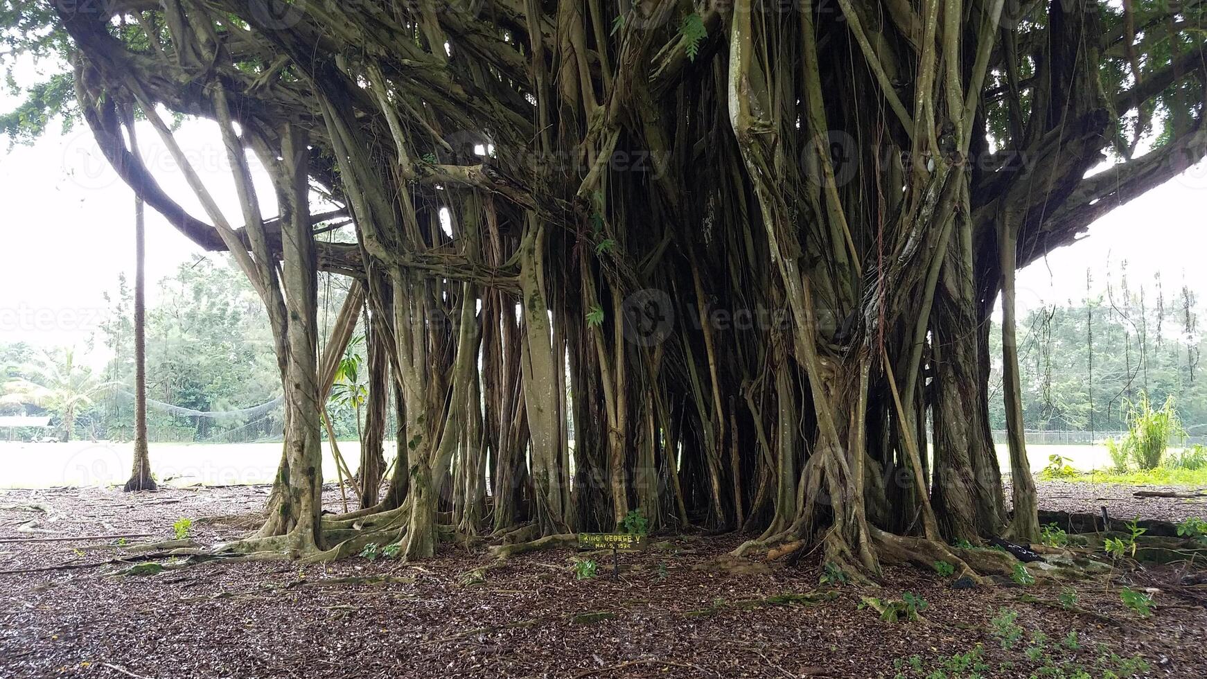 Huge Banyan Tree Seen While Visiting Hilo, Hawaii photo