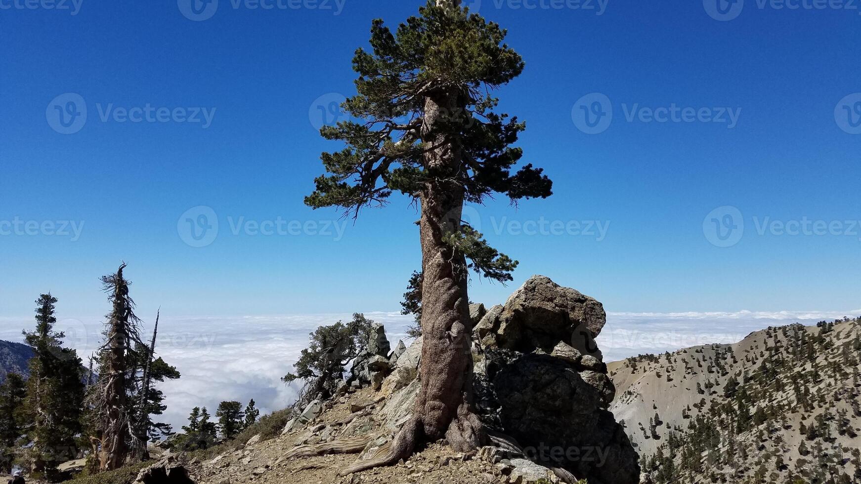 Beautiful Tall Evergreen Tree on Mt. Baldy, Hiking in California photo