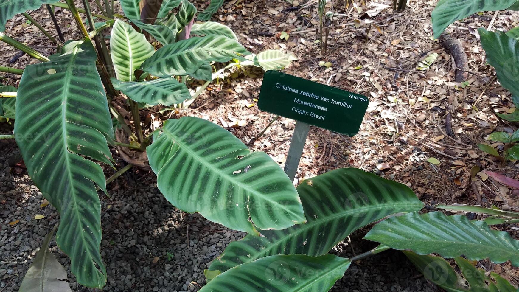 Two Tone Green Plant Leaves at Hawaii Tropical Botanical Gardens photo