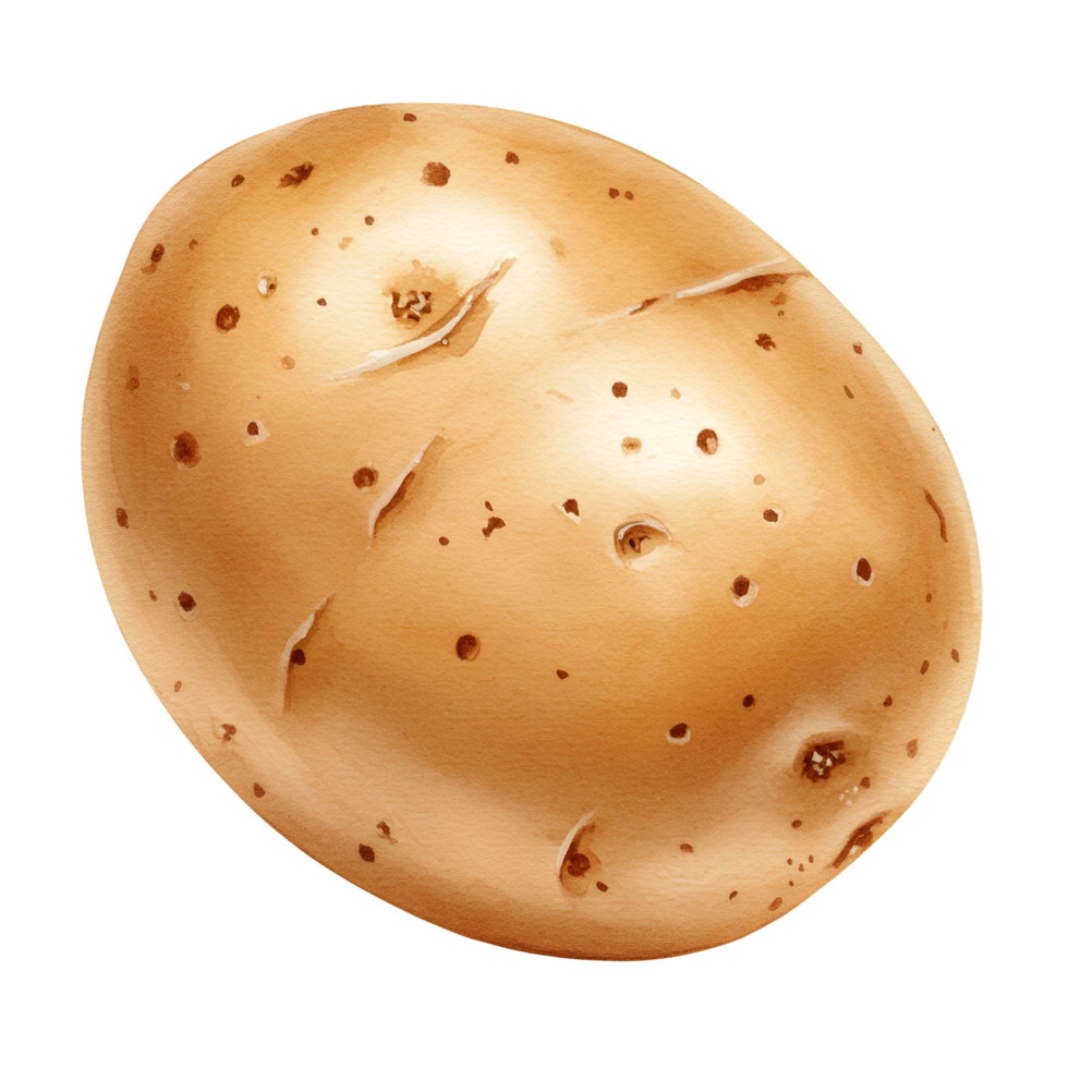 A watercolor single potato with visible eyes and a smooth skin texture against a plain backdrop shown close up on transparent background png