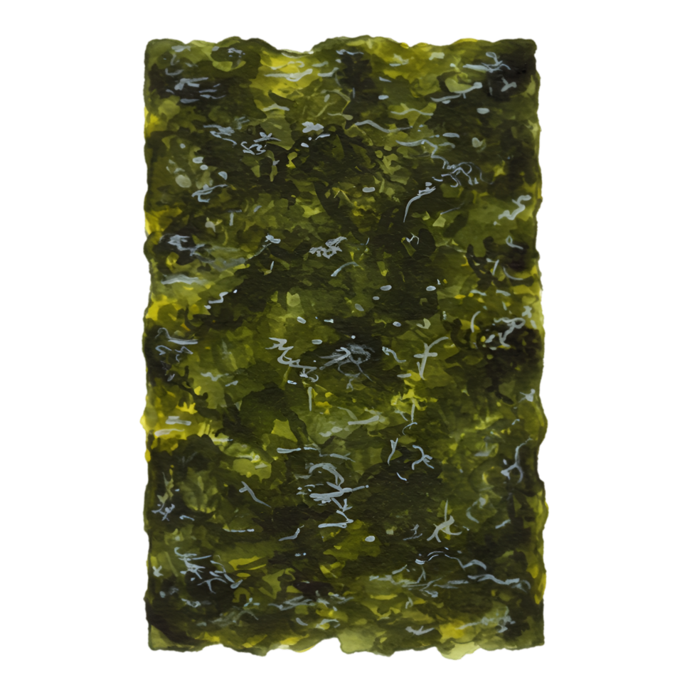 A watercolor single sheet of dried seaweed with a textured surface and a slightly translucent appearance overall on transparent background png