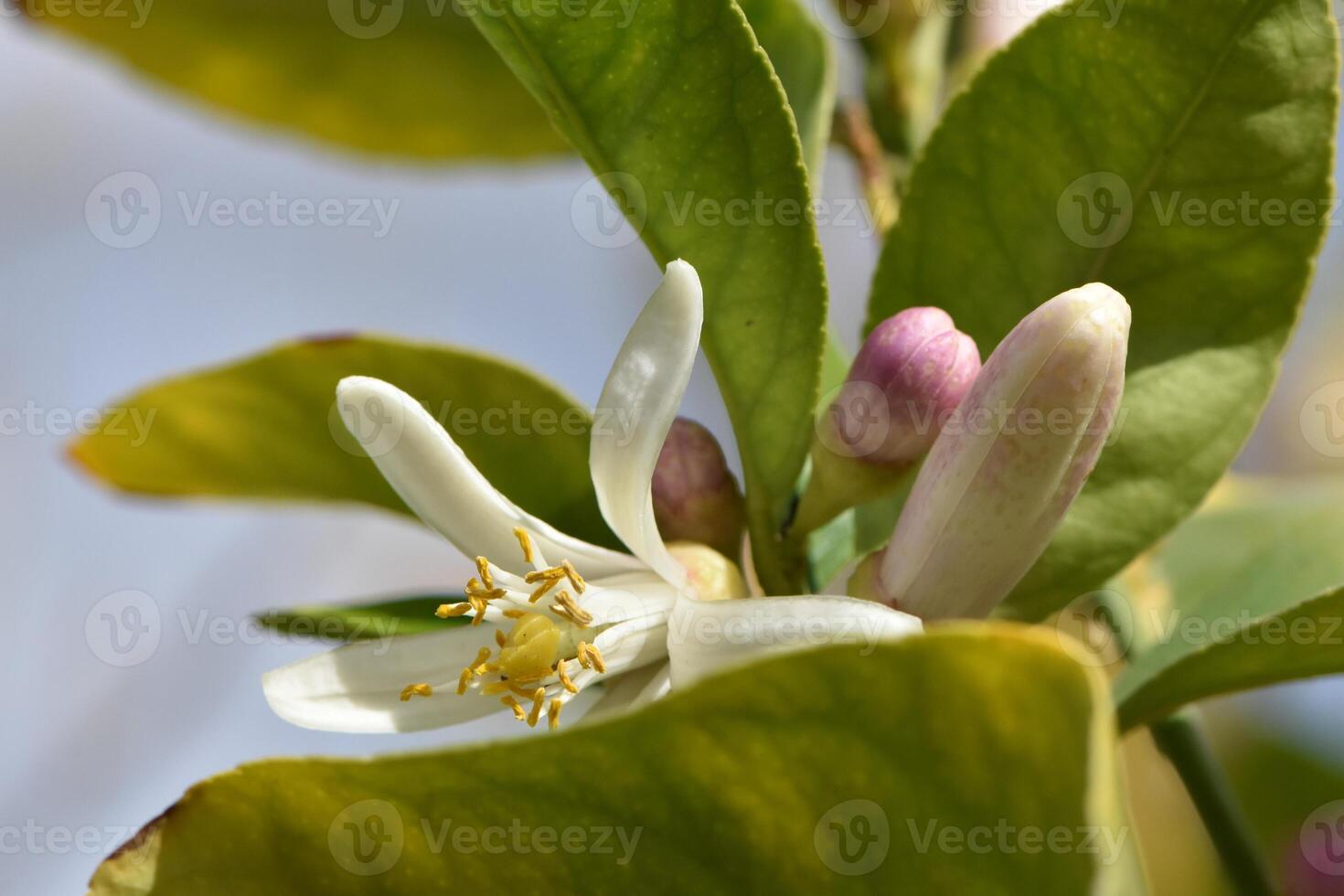 Blooming Lemon Tree in the Spring, Open White Flower and Closed Buds photo