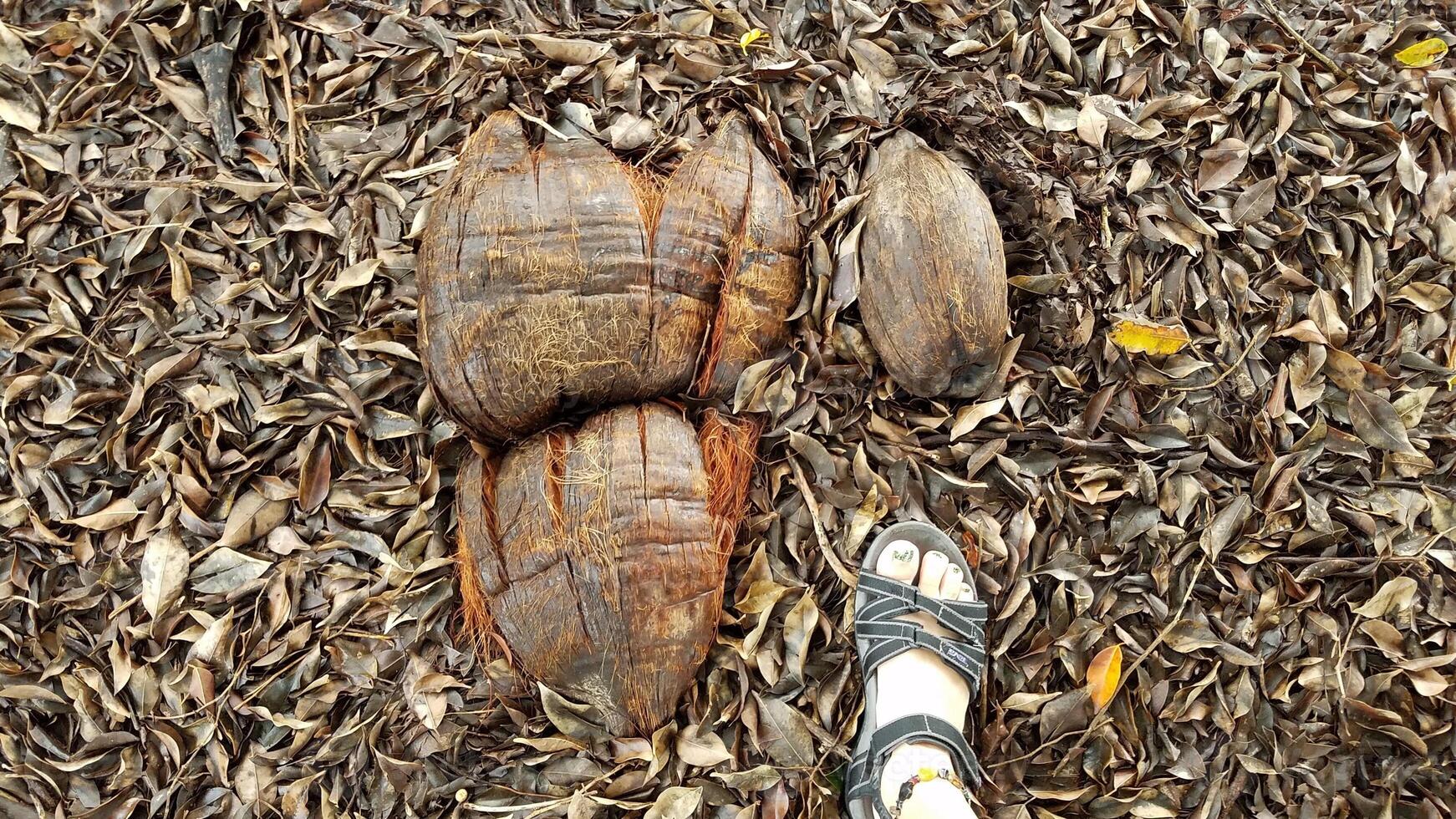 Giant Coconut Smashed on the Ground Next to Foot in Hilo, Hawaii photo
