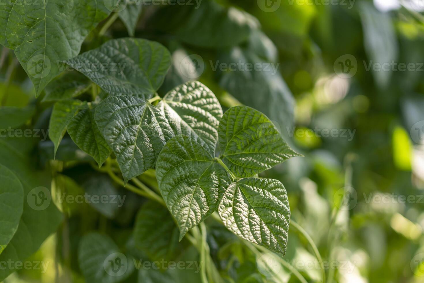 A close-up view of detailed green plant leaves with visible veins and a slightly wrinkled texture against a blurred background photo