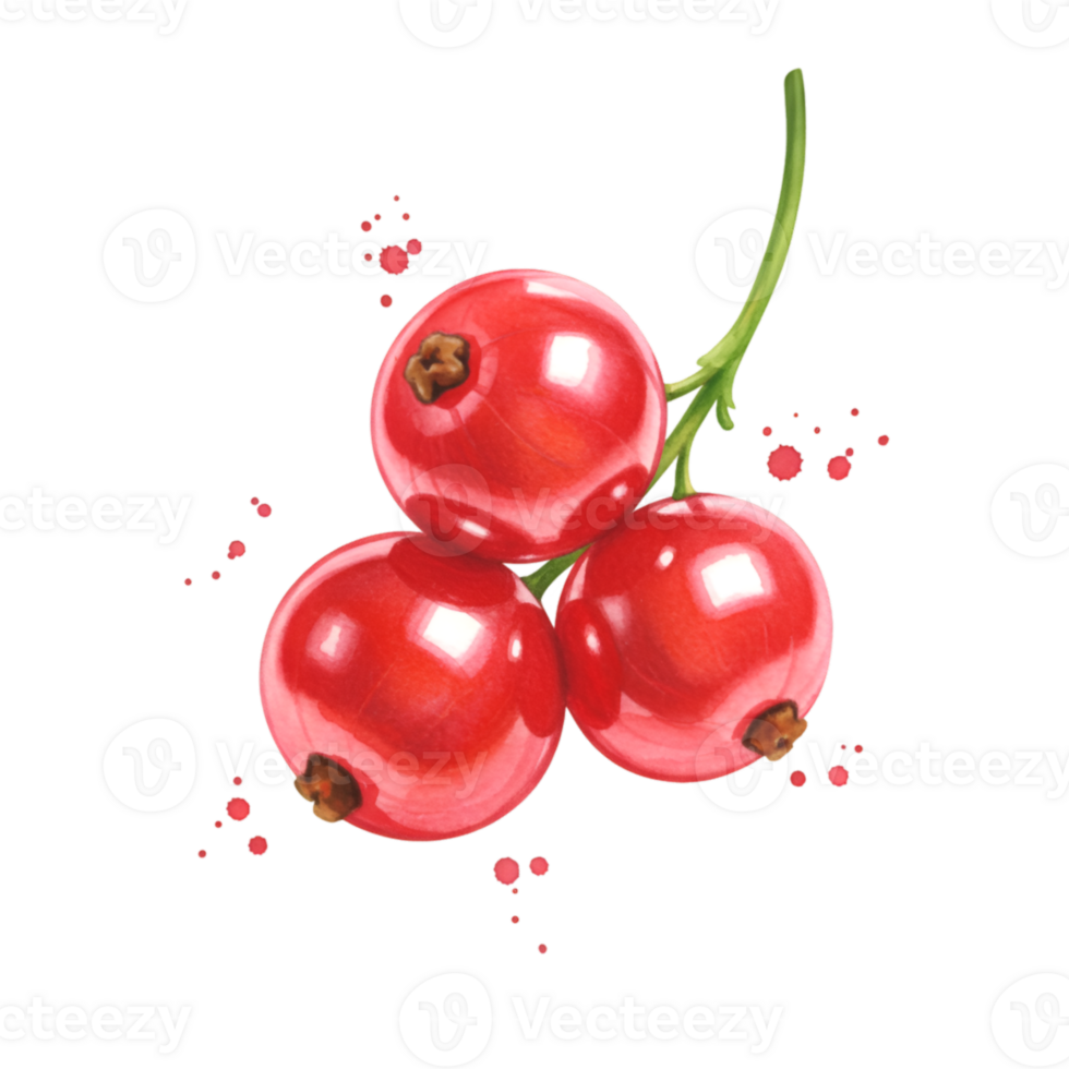 A close up of three red currant berries hanging from a stem with some red splashes around them on transparent background png