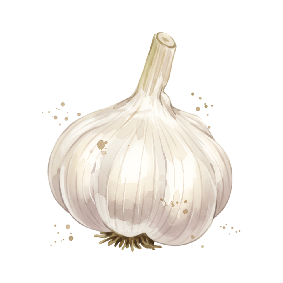 A single bulb of garlic with a white exterior and stem on a plain background in a digital painting style on transparent background png