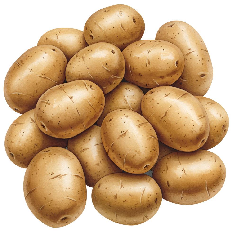 A watercolor group of tan potatoes piled together in a close arrangement on a plain simple surface view from above on transparent background png