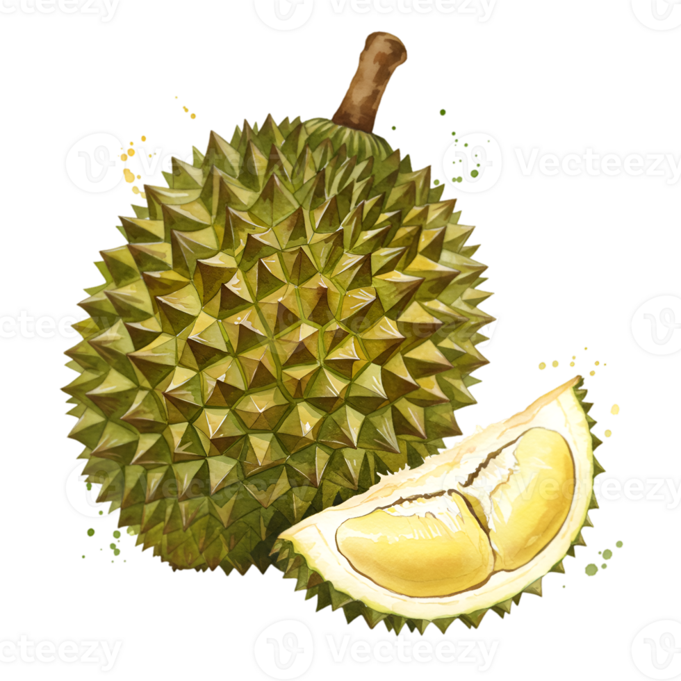 A whole spiky durian and a slice with visible yellow pulp against a plain solid color backdrop view on transparent background png