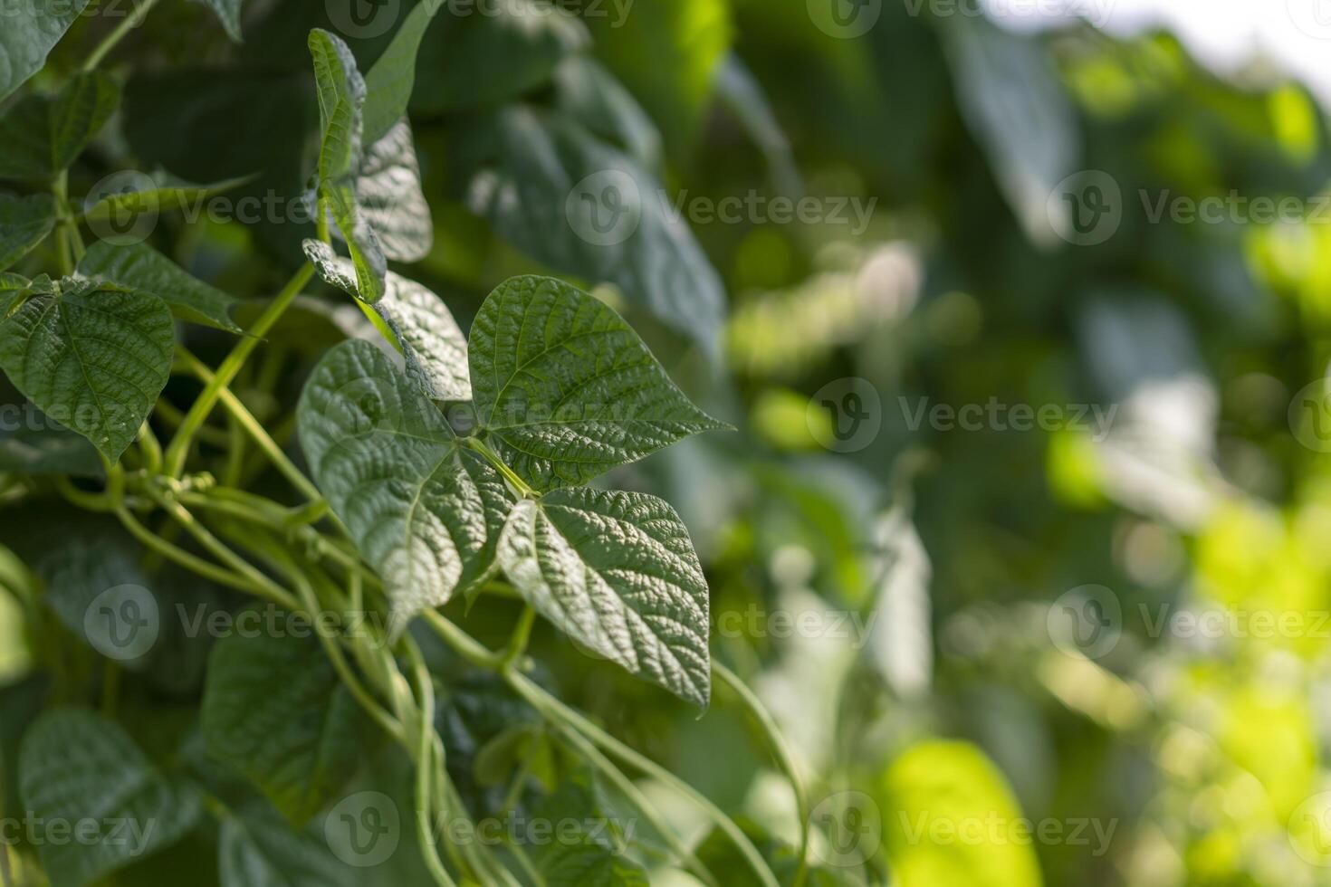 Heart-shaped bean plant leaves with visible veins and glossy textures, stems and blurred background create a botanical charm photo