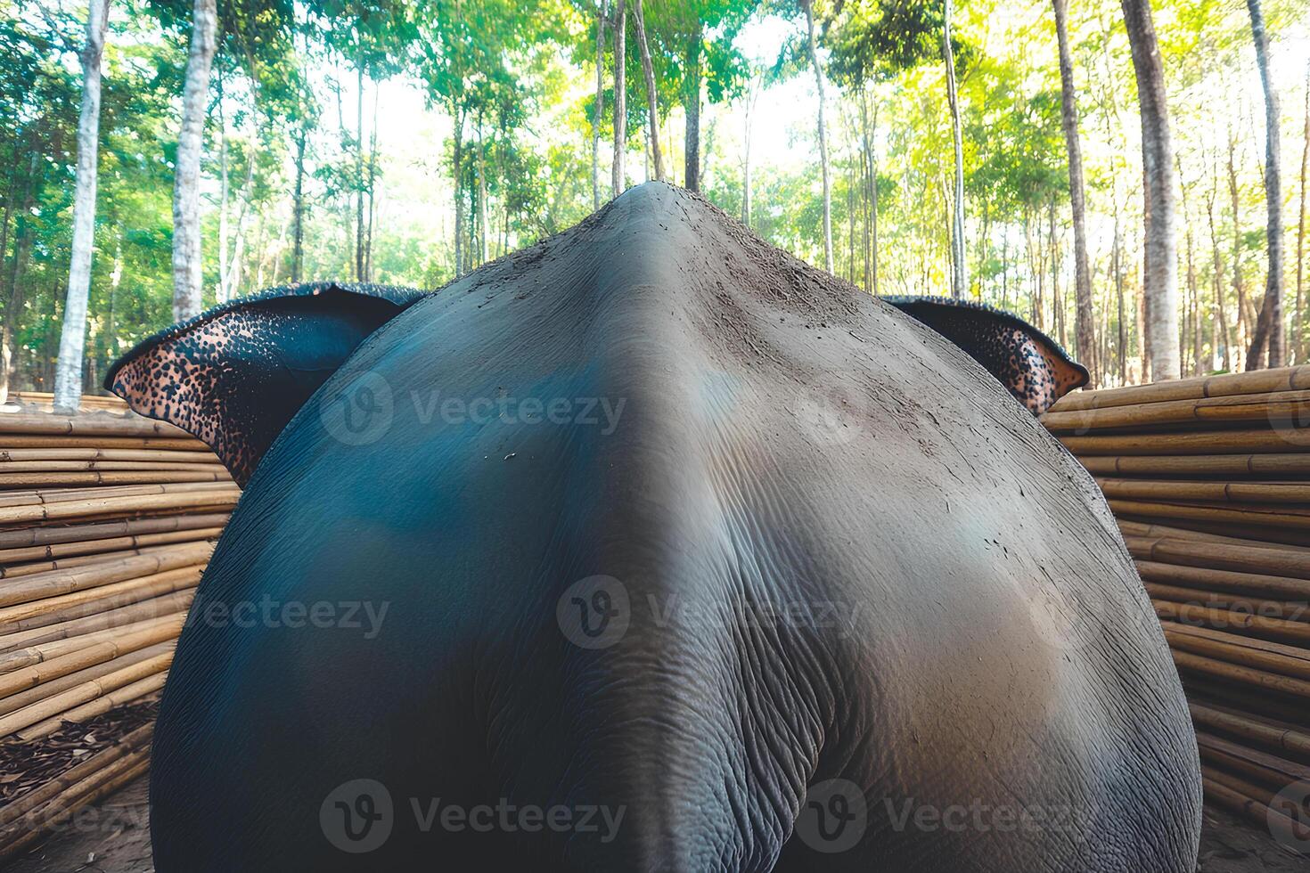 An elephant walking through a lush bamboo forest in Thailand, captured with selective focus to highlight the serene natural setting and majestic presence of the animal photo