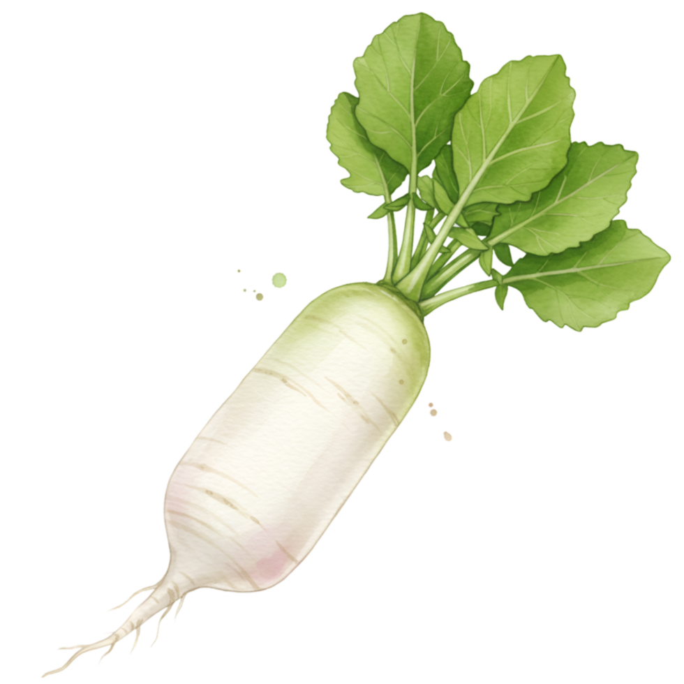 A single daikon radish with green leaves isolated on a plain space in a detailed close up style view on transparent background png