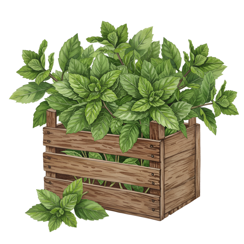 watercolor Lush green mint plant overflowing from a rustic wooden crate against a transparent canvas backdrop scene on transparent background png