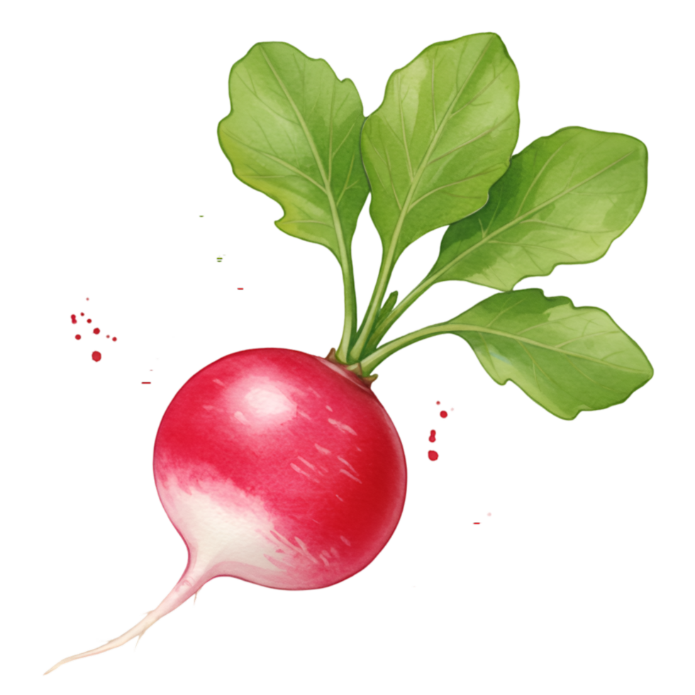 A single radish with green leaves attached to the top on a plain area in a digital rendering style on transparent background png
