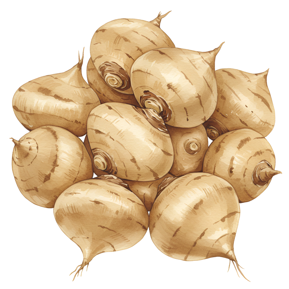 A watercolor pile of jicama roots stacked together on a plain setting with a neutral color palette used here on transparent background png
