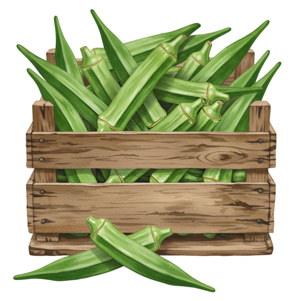 A watercolor wooden crate filled with fresh green okra vegetables harvested and ready for market display or cooking use on transparent background png