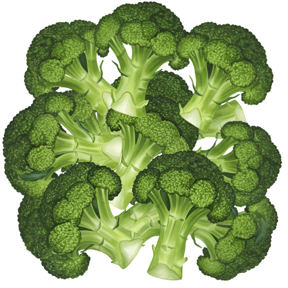 A watercolor cluster of fresh green broccoli florets arranged together in a visually appealing composition on transparent background png