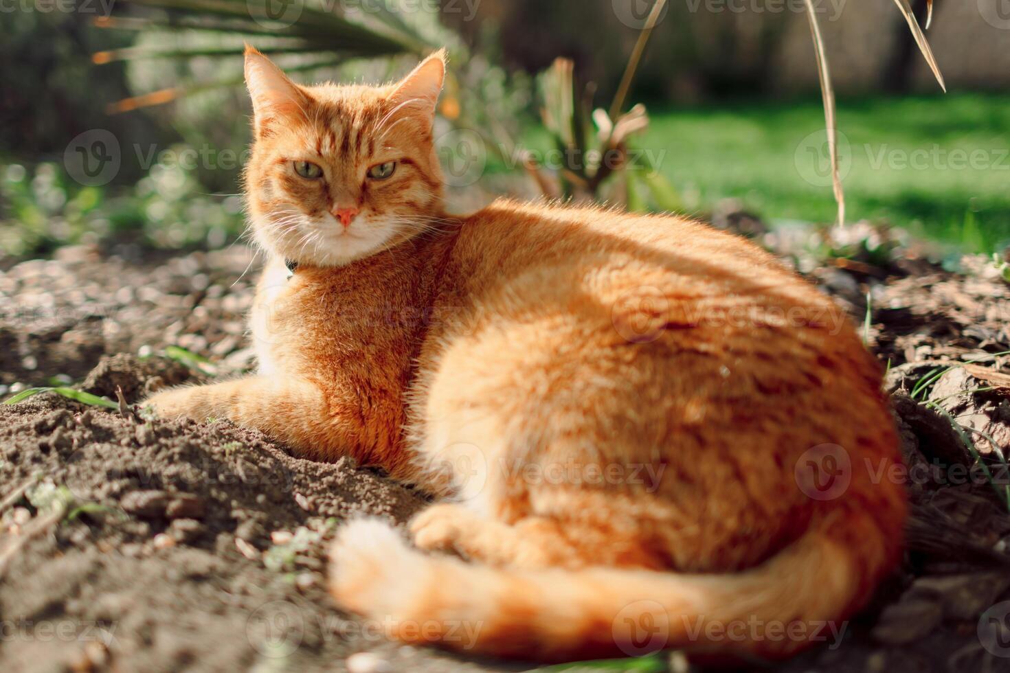 Ginger cat in garden. Furry orange cat relaxing outdoor with sunshine photo