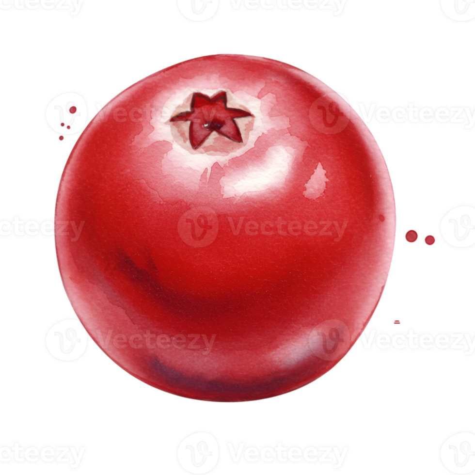 A singular red cranberry berry with a star shaped top on a plain surrounding area view image on transparent background png