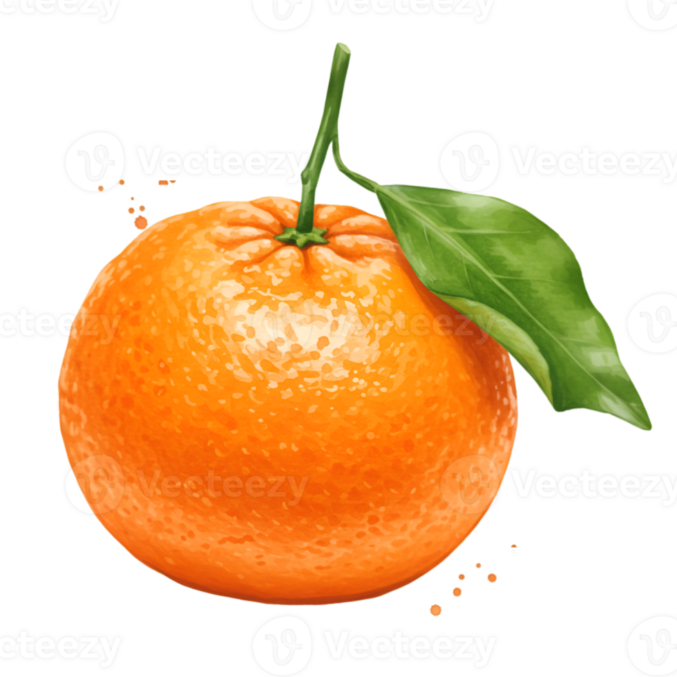 Close up view of a single orange fruit with a green leaf and stem on a plain background space on transparent background png