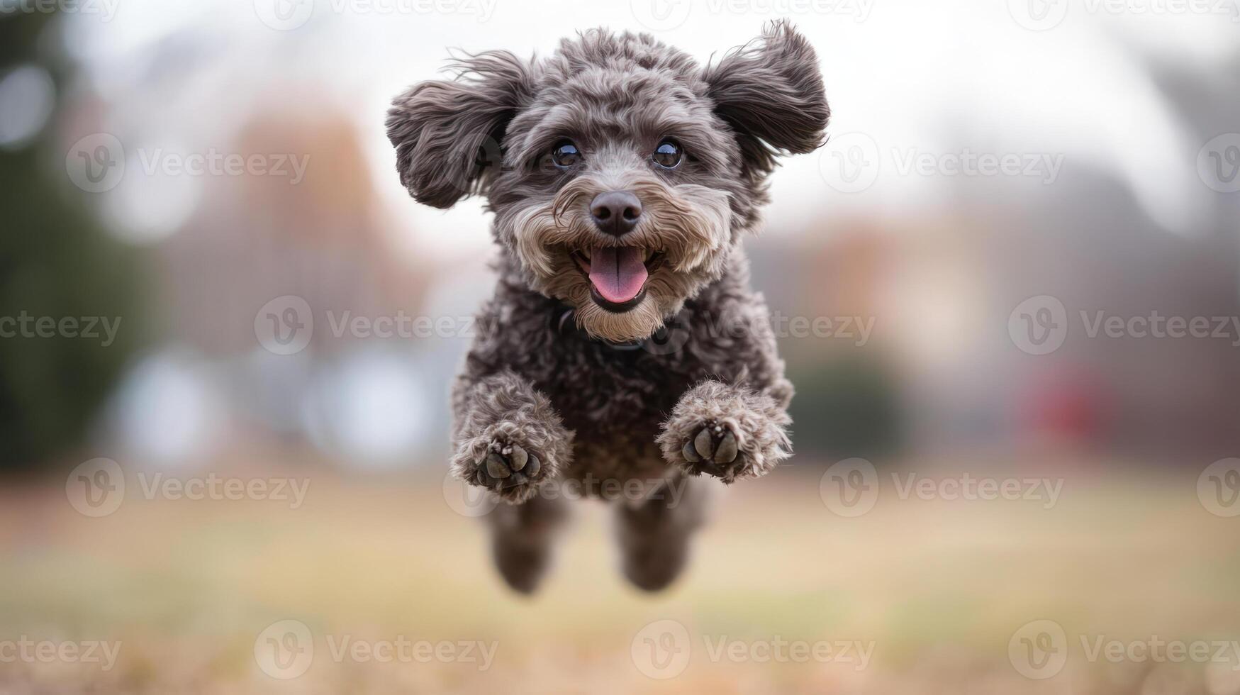 Joyful small dog jumping in park with happy expression and fluffy fur captured mid air in natural outdoor setting photo