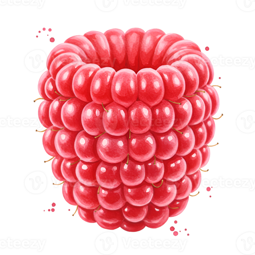 A vibrant close up of a single raspberry showcasing its textured surface and bright color against a solid space on transparent background png