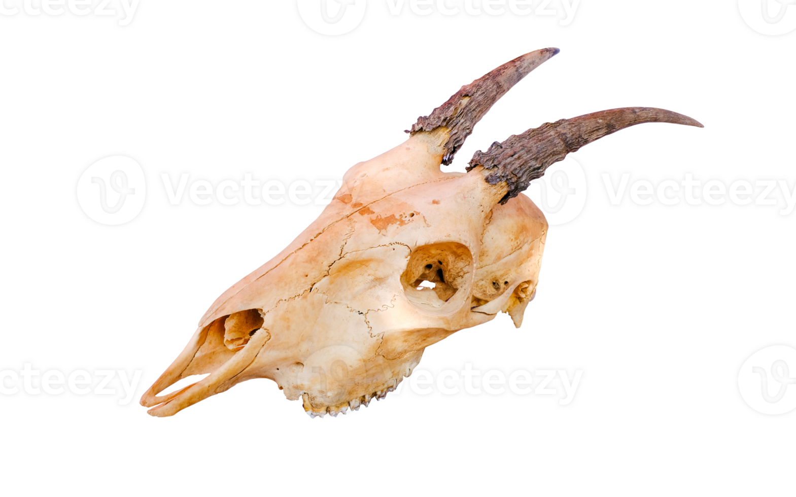 Goat skull with curved horns isolated on transparent background. High resolution image ideal for educational, archaeological, or artistic use, File png