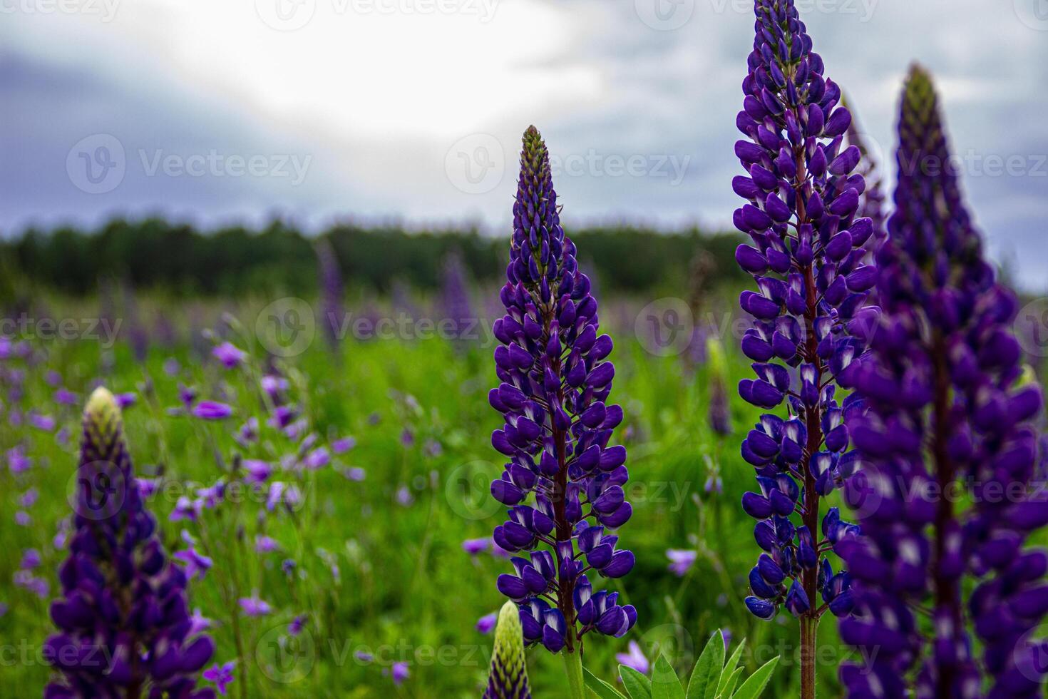 a field of purple flowers with a cloudy sky photo