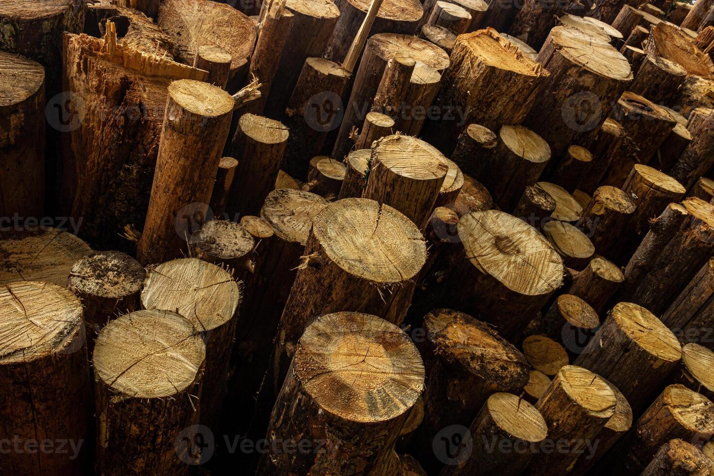 Firewood stacked and prepared for winter Pile of wood logs. Pile of wood logs ready for winter. Wood texture background have many logs that cut from big trees and small trees. photo