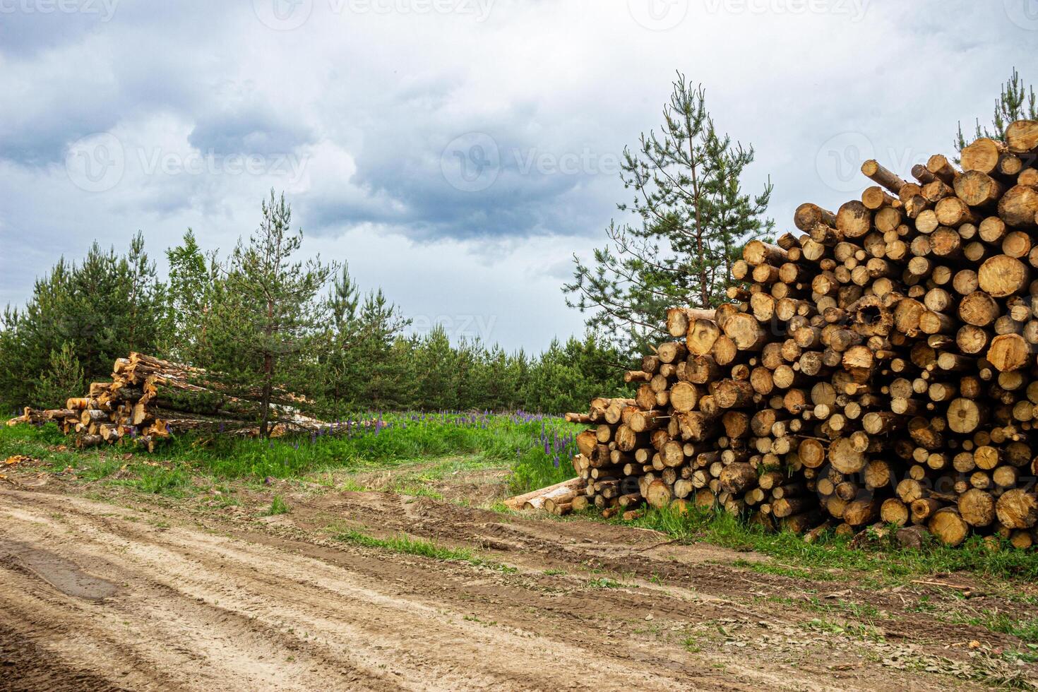a pile of logs on a dirt road photo