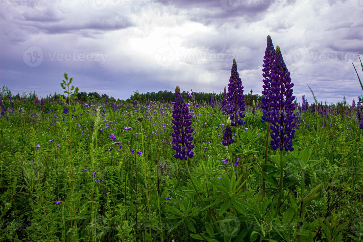 Close-up of bright lupines in a field under a stormy sky. photo