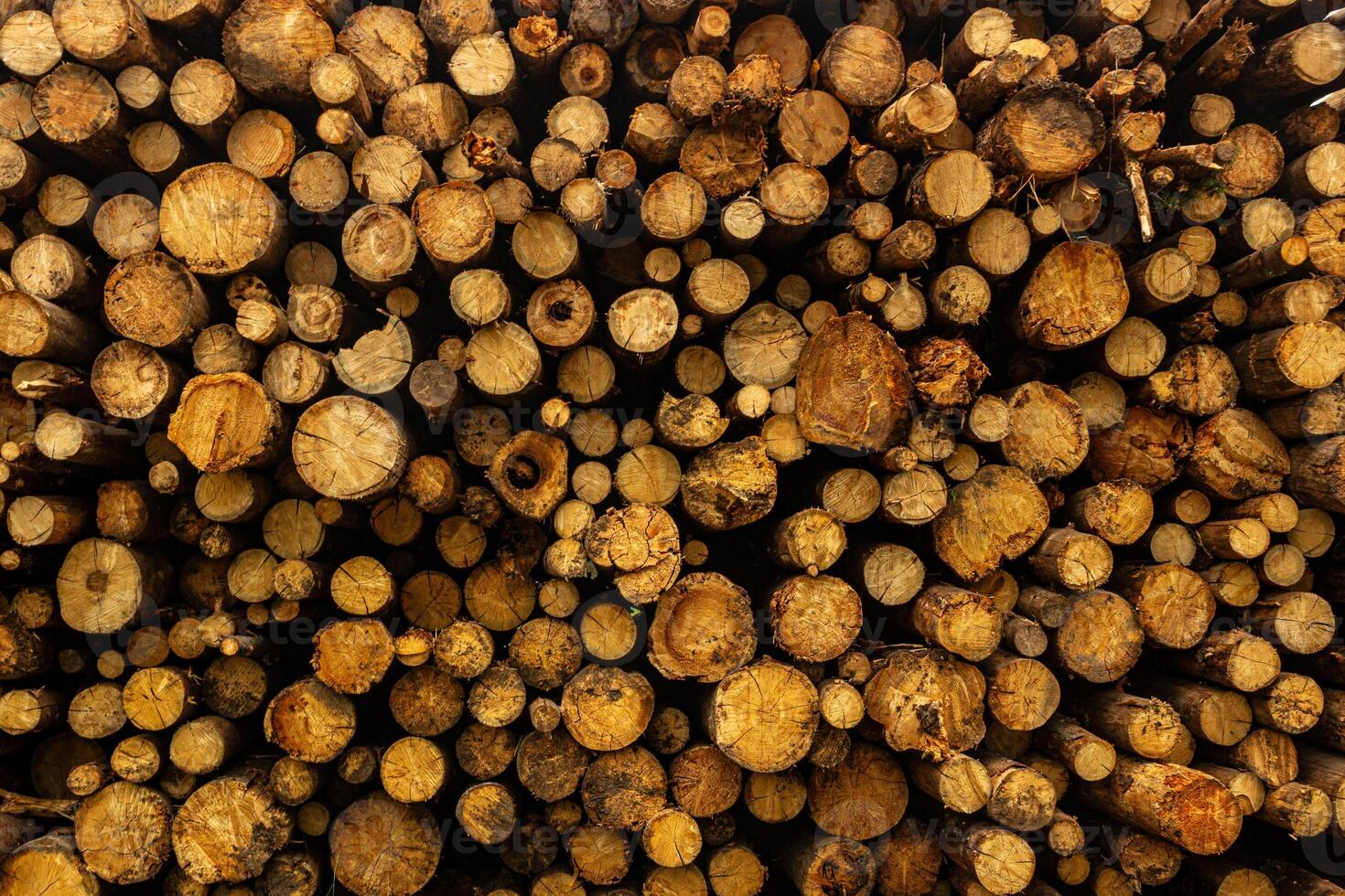 Close-Up View of Stacked Tree Logs photo