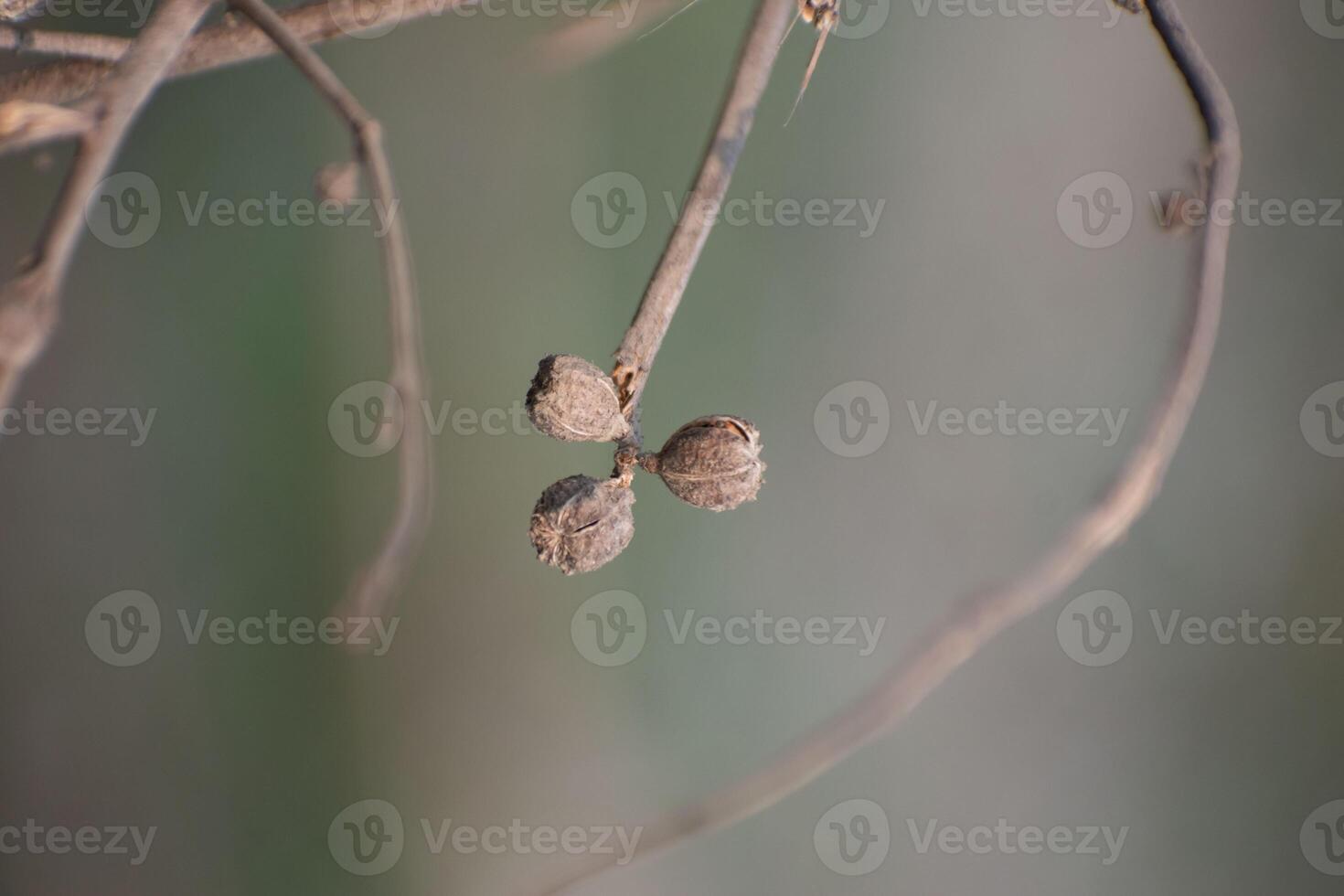A close-up of Corchorus capsularis, commonly known as jute plant. photo