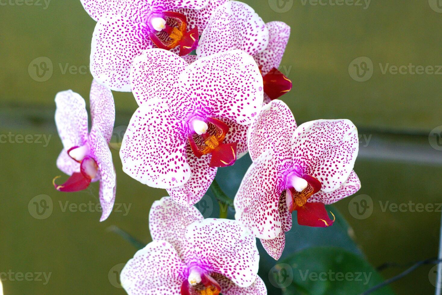beautiful pink orchid on a green background photo