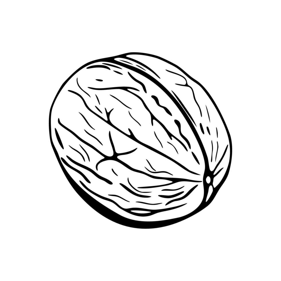 Walnut hand-drawn sketch for coloring vector