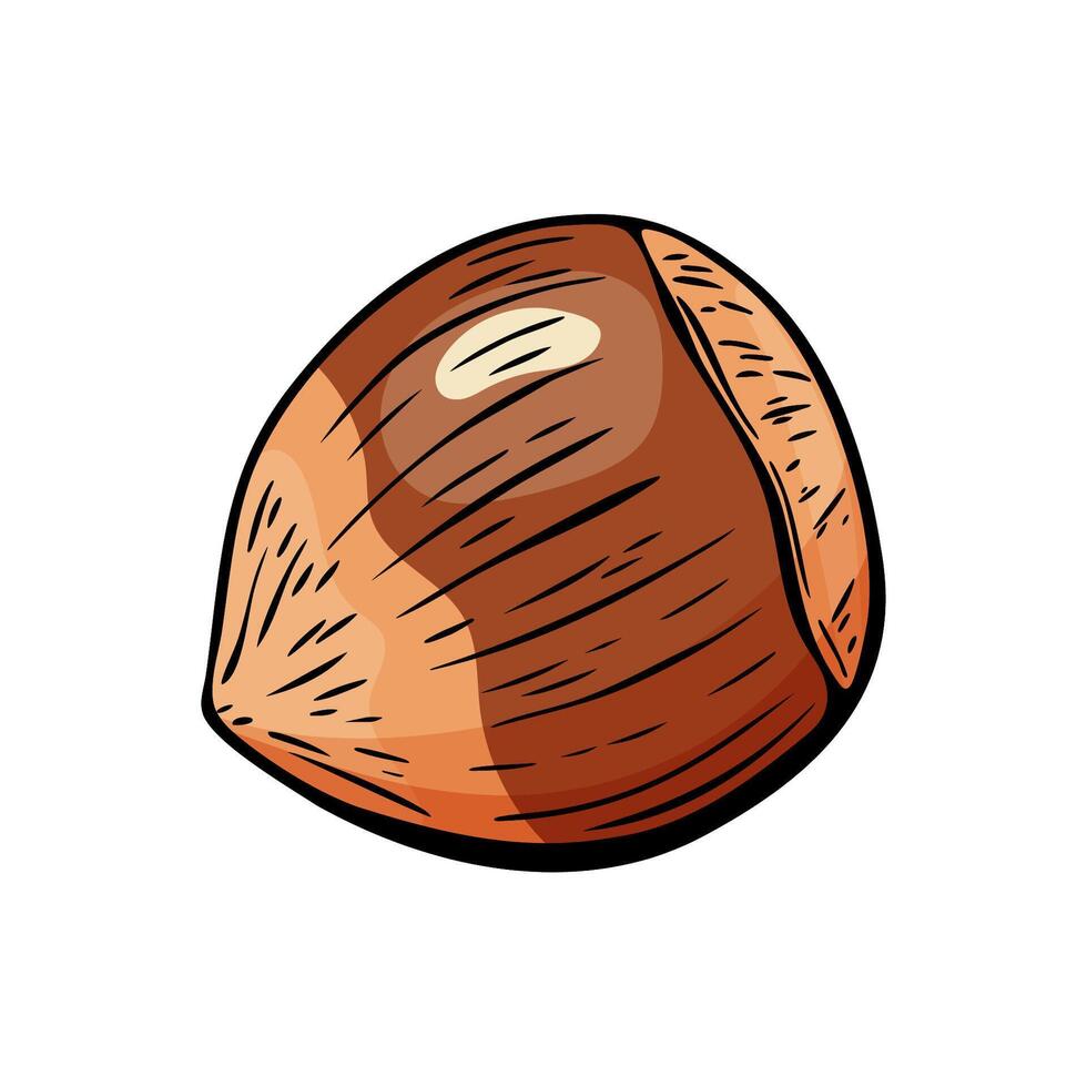 Single hazelnut in color hand-drawn illustration vector