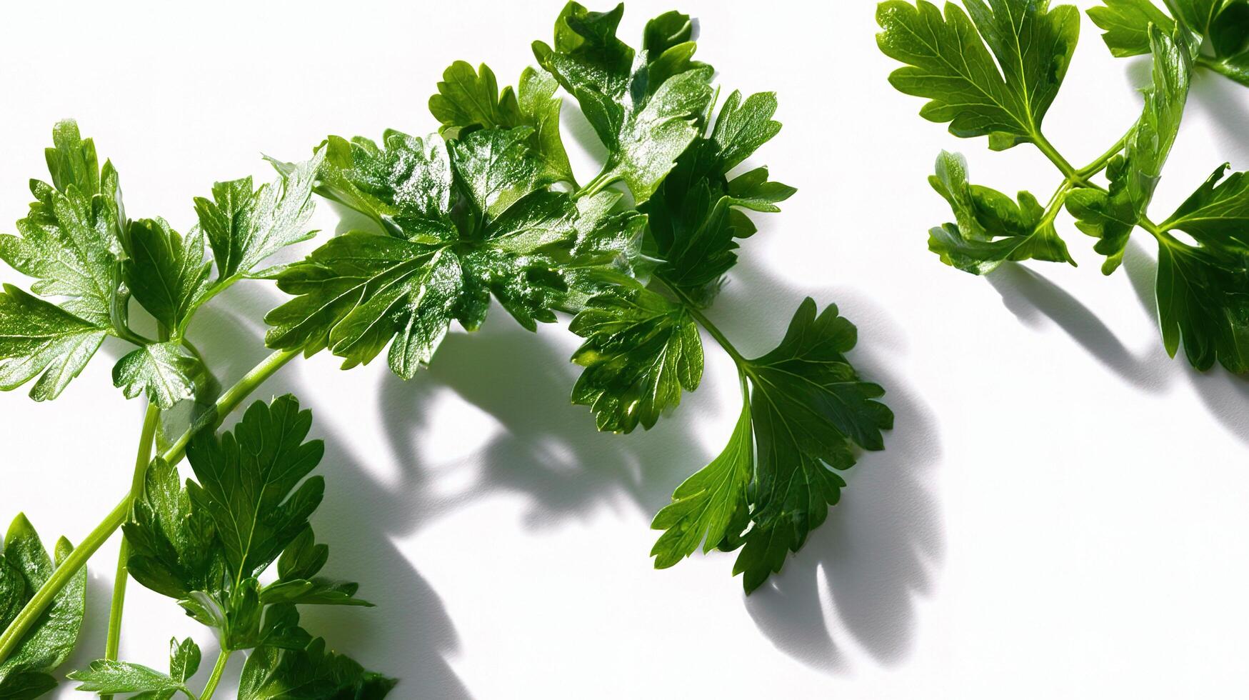 Parsley is a herb that is used in many different ways photo