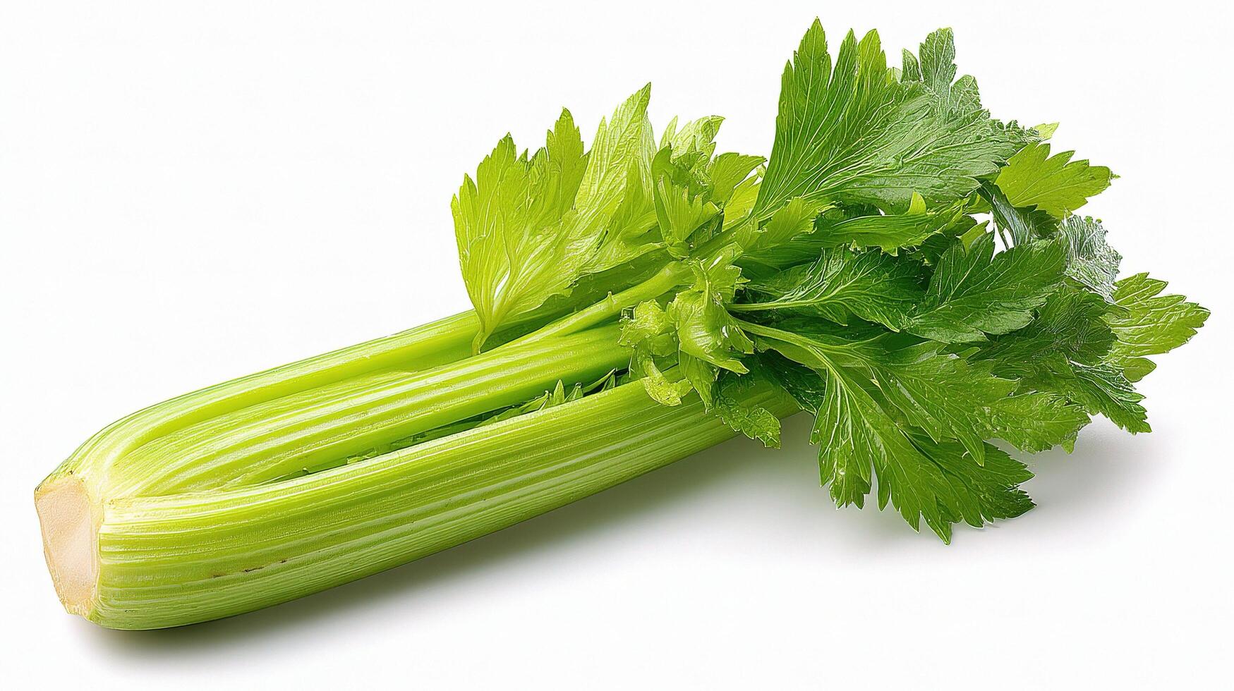 A celery leaf on a white background photo