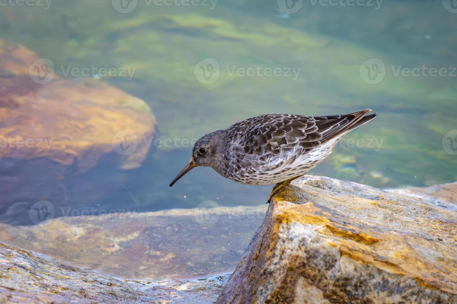 a wonderful dunlin in the harbor of Vardo in Norway photo