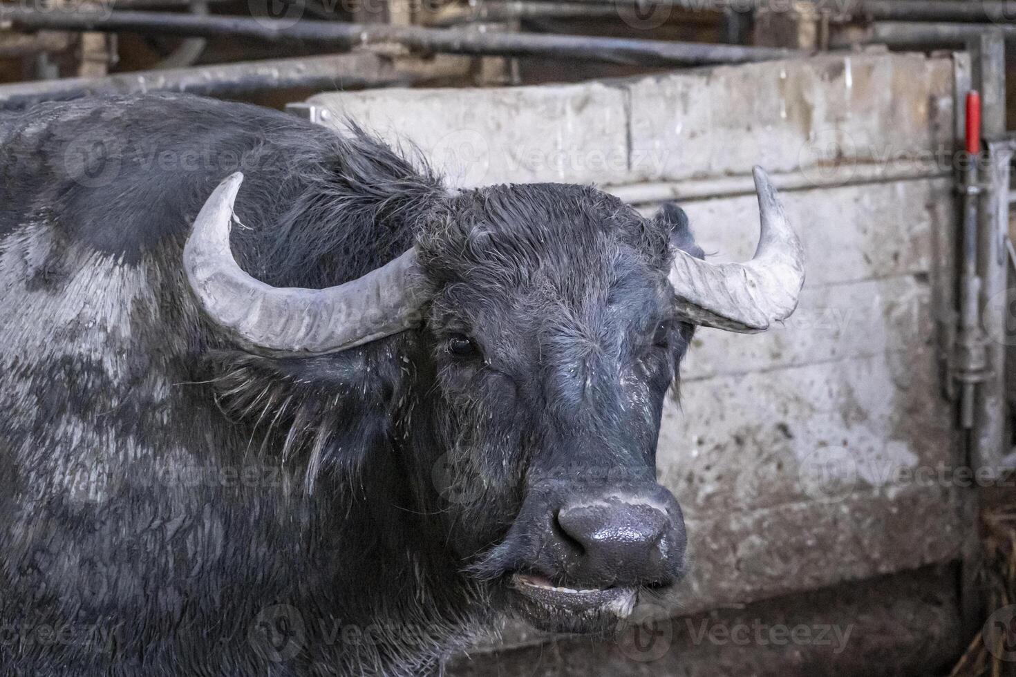 close shop of head asian buffalo or karabau in Fussach in Vorarlberg, Austria photo