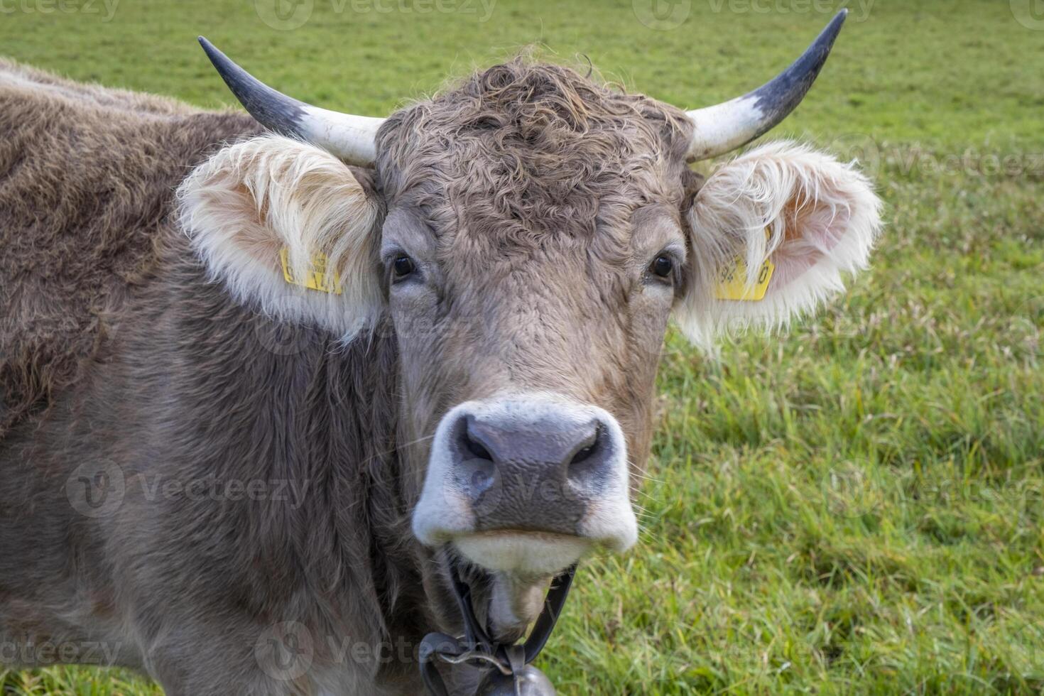 close shot of a very friendly cow on a green field in the alps in Austria photo