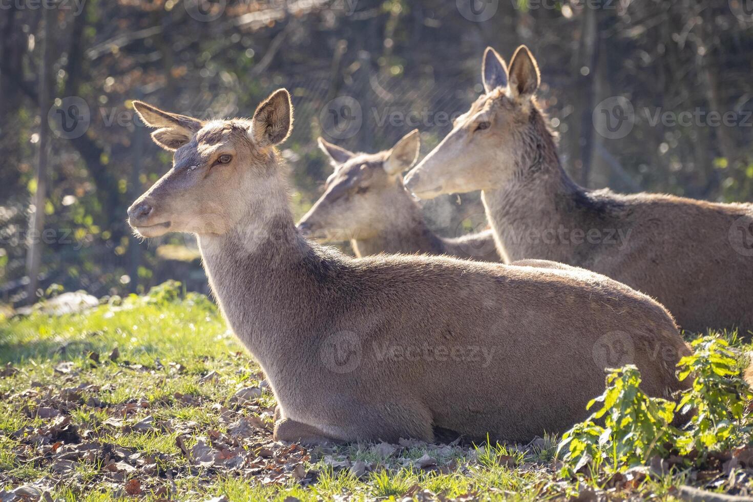 close shot of a group deers in the nature in the alps in Austria photo