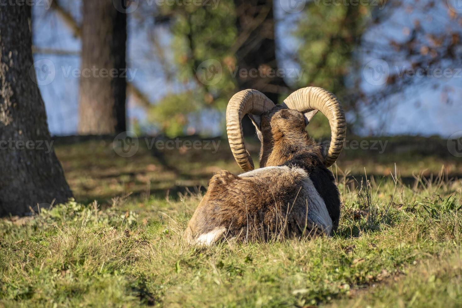 close shot of an ibex in the nature in the alps in Austria photo