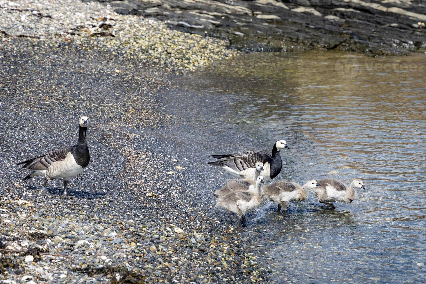 colorful grey ducks going in water photo