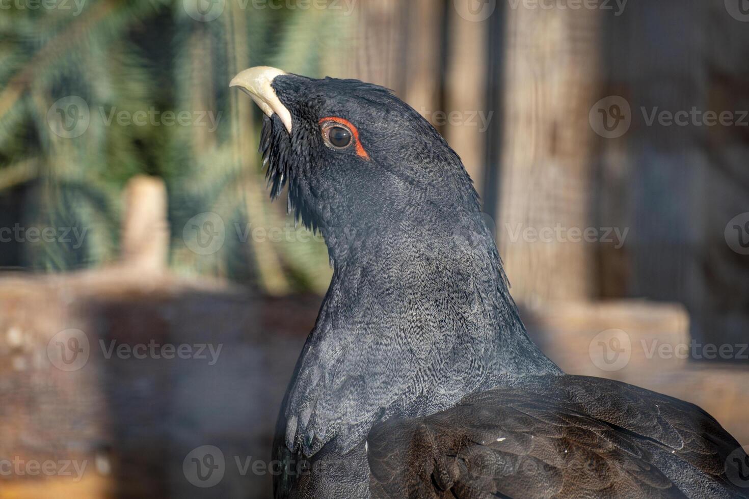 close shot of capercaillie behind a fence in a wildlife park in Austria photo