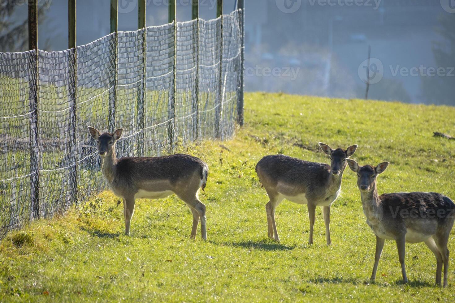 close shot of standing deer in the nature in the alps in Austria photo